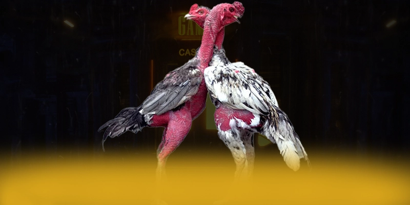 
Khám phá CONGA6789 - Sảnh game có thưởng lớn được quan tâm
