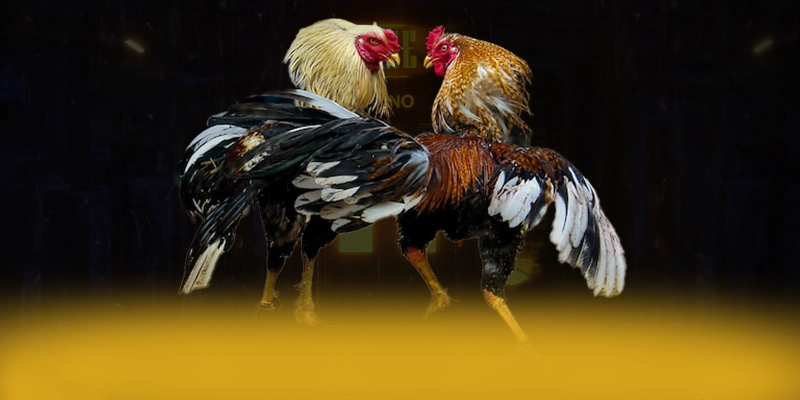 VWIN - Thương hiệu sở hữu top trò chơi nổi bật được giới cược thủ tin tưởng – Khám phá sản phẩm hấp dẫn của VWIN