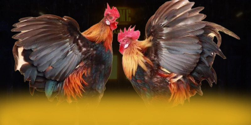 DAGA88 - Nhận định cuối cùng dưới góc nhìn chuyên môn.