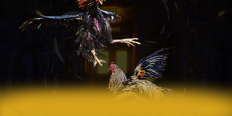 ĐÁ GÀ TRỰC TIẾP - Đánh giá chung về thương hiệu với góc nhìn khách quan.