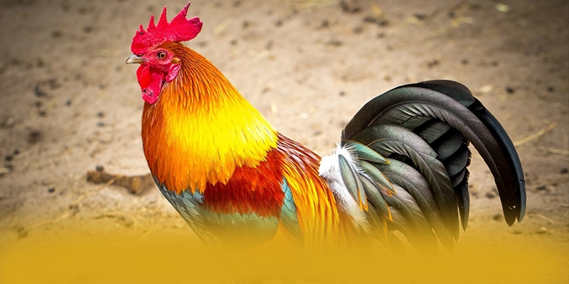 tỷ lệ kèo bóng đá – Cổng cá cược được nhiều người chơi lựa chọn, đang làm mưa làm gió trên thị trường. tỷ lệ kèo bóng đá – Cổng cá cược được nhiều người chơi lựa chọn, đang làm mưa làm gió trên thị trường.