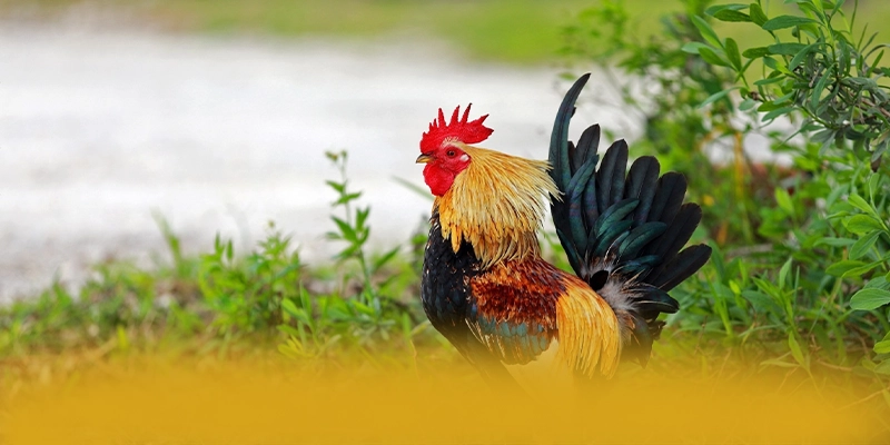 SUNWIN - Nhà cái được cấp phép được giới chuyên môn đánh giá cao – Tìm hiểu SUNWIN