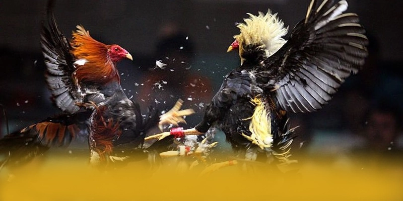 
Trải nghiệm LC88 - Sân chơi uy tín số 1 số 1 Việt Nam
