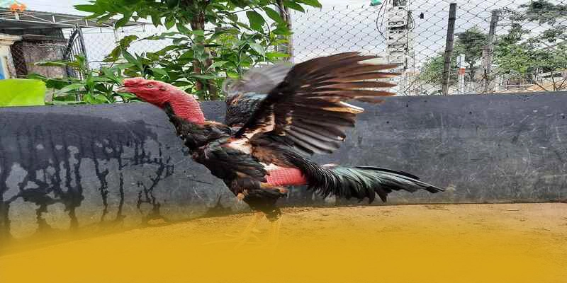 KUWIN - Nhà cái hấp dẫn được cộng đồng game thủ yêu thích – Tìm hiểu KUWIN