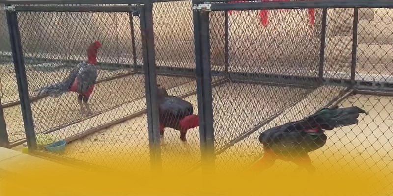 
Khám phá CONGA6789 - Cổng cá cược có thưởng lớn trên thị trường
