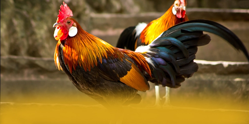 KKWIN - Kết luận tổng thể về nền tảng này dưới góc nhìn chuyên môn.