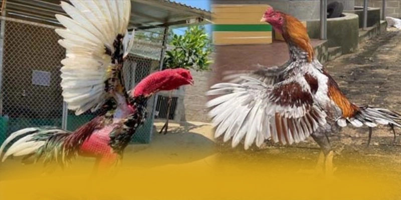 
Trải nghiệm KKWIN - Trang game được nhiều người chơi lựa chọn được giới cược thủ tin tưởng
