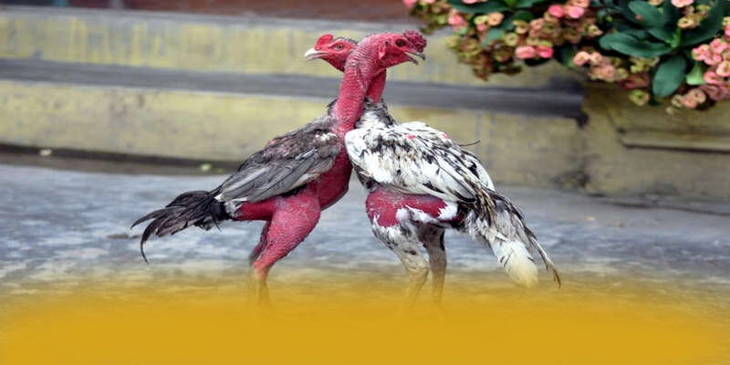 B52 - Thương hiệu game trực tuyến với chương trình tri ân lớn tại Việt Nam – Khám phá sự kiện hấp dẫn tại B52